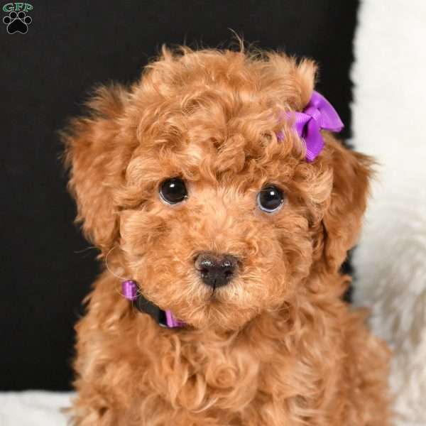 January, Toy Poodle Puppy
